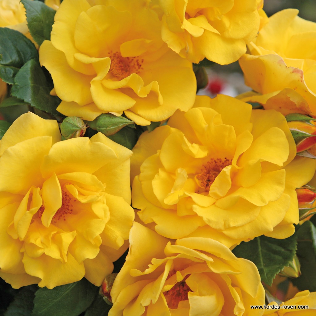 Роза флорибунда Саншайн